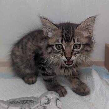 Domestic Medium Hair Cats Available for Adoption in Sunnyvale, California - Sam | PetCurious