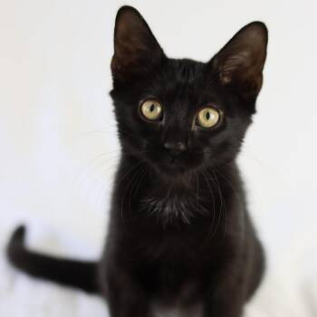 Rescue Domestic Short Hair Cats for Adoption in Quail Heights, Florida - Harmonica | PetCurious