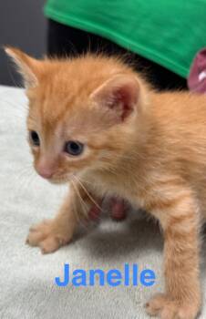 Rescue Domestic Short Hair Cats for Adoption in Saint Francisville, Louisiana - Janelle | PetCurious