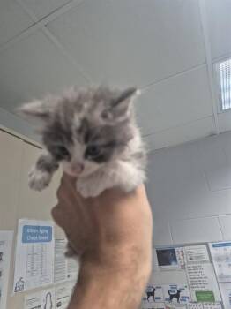 RICK -  Domestic Long Hair Cat for Adoption in St. Cloud, Florida - RICK | PetCurious