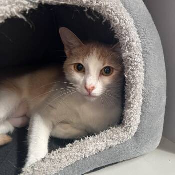 Leia -  Domestic Short Hair Cat for Adoption in Sarasota, Florida - Leia | PetCurious