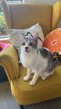 Rescue Domestic Short Hair Cats for Adoption in Los Angeles, California - Pablo | PetCurious
