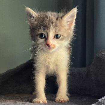 Bram -  Domestic Short Hair Cat for Adoption in Normal, Illinois - Bram | PetCurious