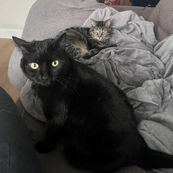 Domestic Short Hair Cats Available for Adoption in Waltham, Massachusetts - Smeagle And Artemis | PetCurious