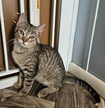 Domestic Short Hair Cats Available for Adoption - Teddy | PetCurious