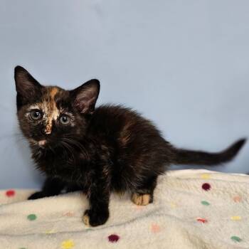 Rescue Domestic Short Hair Cats for Adoption in Wahiawa, Hawaii - Bumble Bee | PetCurious