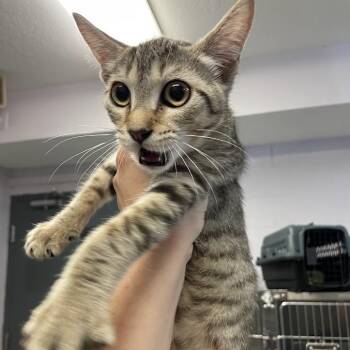 Caterpillar -  Domestic Short Hair Cat for Adoption in Port Charlotte, Florida - Caterpillar | PetCurious