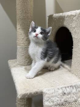 Jacob -  Domestic Short Hair Cat for Adoption in Herndon, Virginia - Jacob | PetCurious
