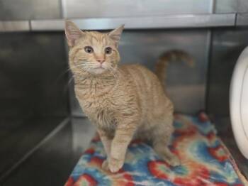 Domestic Short Hair Cats Available for Adoption in Antioch, California - JAMIE JONES | PetCurious