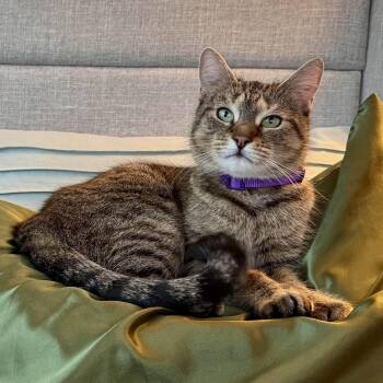 Emma -  Domestic Short Hair Cat for Adoption in Florham Park, New Jersey - Emma | PetCurious