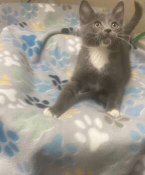 Rescue Domestic Short Hair Cats for Adoption in Knoxville, Tennessee - Lovely | PetCurious