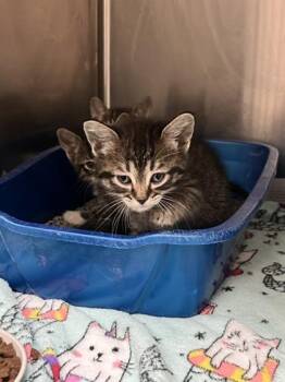 Norman -  Domestic Short Hair Cat for Adoption in Farmers Branch, Texas - Norman | PetCurious