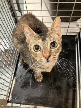 Rescue Domestic Short Hair Cats for Adoption in Baytown, Texas - CRAWLY | PetCurious