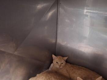 Domestic Short Hair Cats Available for Adoption in Albuquerque, New Mexico - MANGO | PetCurious