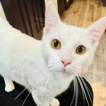 Domestic Short Hair Cats Available for Adoption in Houston, Texas - Saint | PetCurious