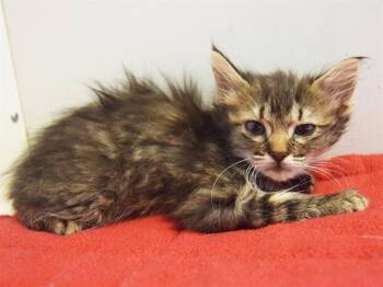 Rescue Domestic Medium Hair Cats for Adoption in Sacramento, California - ROZA | PetCurious