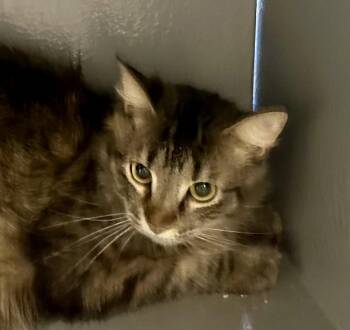 Maine Coon and Domestic Long Hair Cats Available for Adoption - Granite | PetCurious