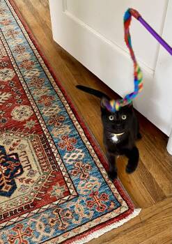 Domestic Short Hair Cats Available for Adoption - Zebrina | PetCurious