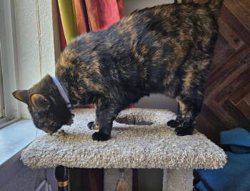 Rescue Tortoiseshell Cats for Adoption in San Jose, California - Persephone | PetCurious