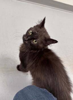 Rescue Domestic Long Hair Cats for Adoption in Covington, Virginia - Ghoul | PetCurious