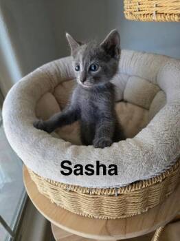 Sasha -  Russian Blue and Domestic Short Hair Cat for Adoption in New Braunfels, Texas - Sasha | PetCurious