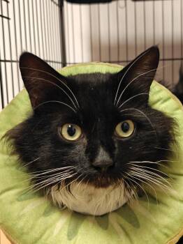Tubo -  Domestic Long Hair Cat for Adoption in New Britain, Connecticut - Tubo | PetCurious