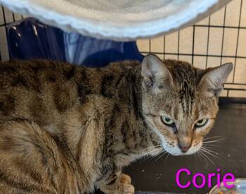 Rescue Tabby Cats for Adoption - Corie | PetCurious