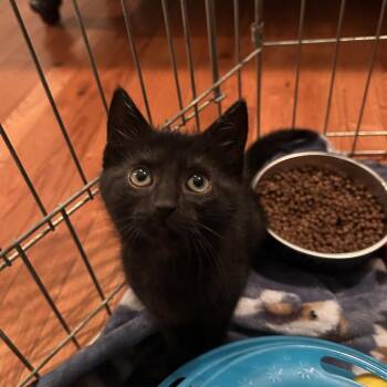 Domestic Short Hair Cats Available for Adoption in Potomac, Maryland - Eloise | PetCurious