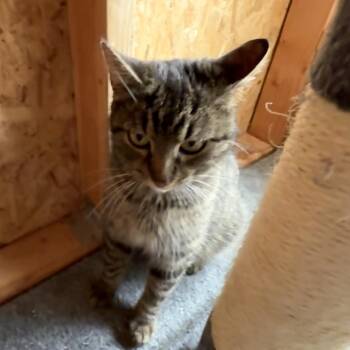 Domestic Short Hair Cats Available for Adoption in Silver Spring, Maryland - Felicity | PetCurious