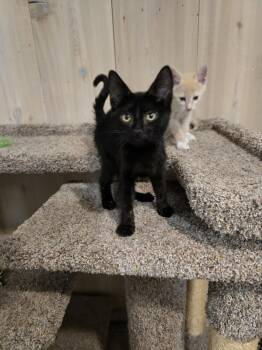 Cinder -  Domestic Short Hair Cat for Adoption in Vancouver, Washington - Cinder | PetCurious