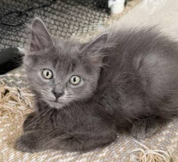 Guppy -  Domestic Long Hair Cat for Adoption in Salt Lake City, Utah - Guppy | PetCurious