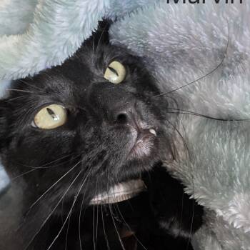 Rescue Domestic Short Hair Cats for Adoption in Layton, Utah - Marvin | PetCurious