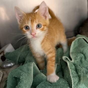 Domestic Short Hair Cats Available for Adoption in Troy, Virginia - Yellowstone | PetCurious