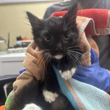 Pancake -  Domestic Medium Hair Cat for Adoption in Pasadena, California - Pancake | PetCurious