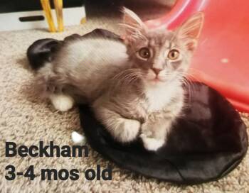 Beckham -  American Shorthair Cat for Adoption in Mount Pleasant, South Carolina - Beckham | PetCurious