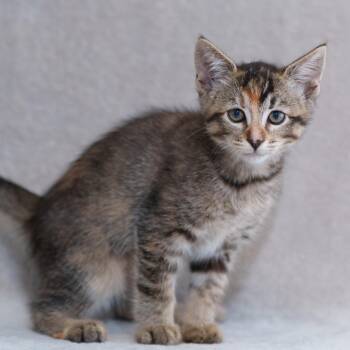 Domestic Short Hair Cats Available for Adoption in Sunnyvale, California - Britney | PetCurious