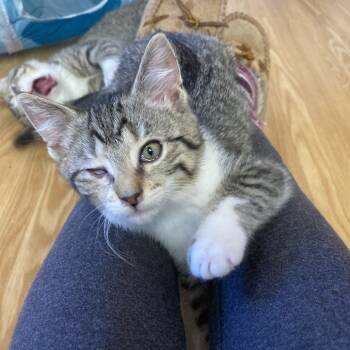 Rescue Domestic Medium Hair Cats for Adoption in Nashville, Indiana - Victoria | PetCurious