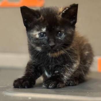 Domestic Medium Hair Cats Available for Adoption in Huntsville, Alabama - Harriett | PetCurious