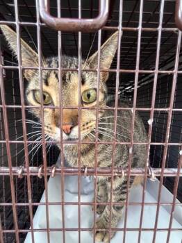 Domestic Short Hair Cats Available for Adoption in Doral, Florida - NOMAD | PetCurious