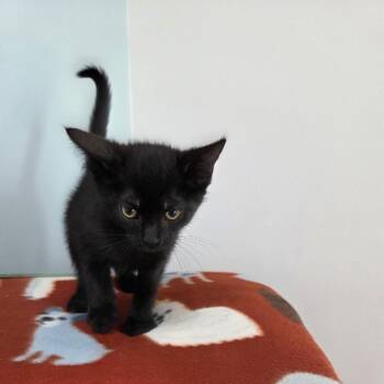 Domestic Short Hair Cats Available for Adoption in Riverwoods, Illinois - Pop | PetCurious