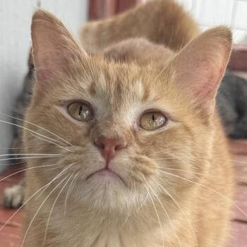 Minnow -  Domestic Short Hair Cat for Adoption in Auburn, Nebraska - Minnow | PetCurious