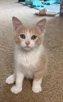Dumpling -  Domestic Short Hair Cat for Adoption in South Bend, Indiana - Dumpling | PetCurious