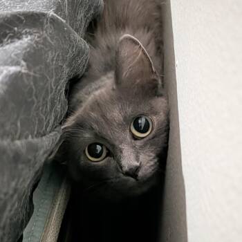 Hope -  Domestic Medium Hair Cat for Adoption in Columbia, Missouri - Hope | PetCurious