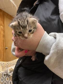 Abyssinian Cats Available for Adoption - River | PetCurious