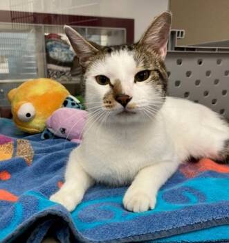 BOEING -  Domestic Short Hair Cat for Adoption in Springfield, Massachusetts - BOEING | PetCurious