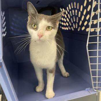 Willa -  Domestic Short Hair Cat for Adoption in New York, New York - Willa | PetCurious
