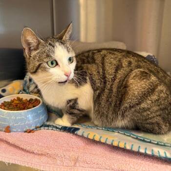 Domestic Short Hair Cats Available for Adoption in Madisonville, Tennessee - Laura | PetCurious