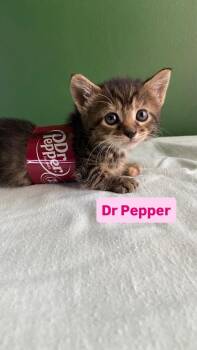Dr Pepper -  Domestic Short Hair Cat for Adoption in Leonardtown, Maryland - Dr Pepper | PetCurious