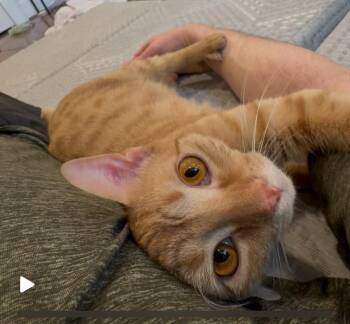 Nala -  American Shorthair Cat for Adoption in Houston, Texas - Nala | PetCurious