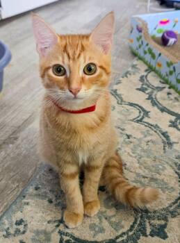 Theon -  Domestic Short Hair and Tabby Cat for Adoption in Pompano Beach, Florida - Theon | PetCurious